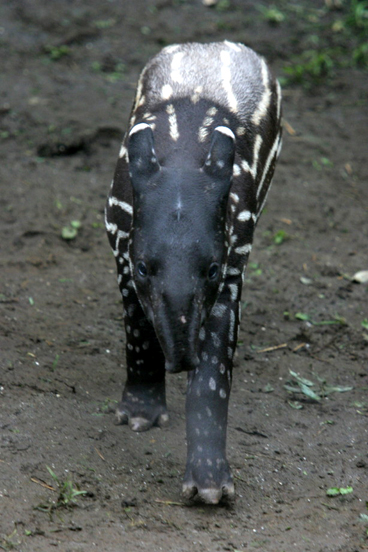 ウリ坊_b0016600_1183313.jpg
