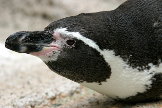 ペンギンウオ_b0016600_1243041.jpg