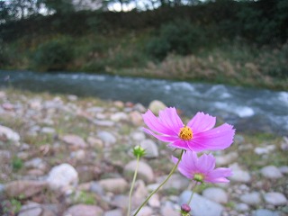 川原に咲いた秋桜_a0024504_1831576.jpg