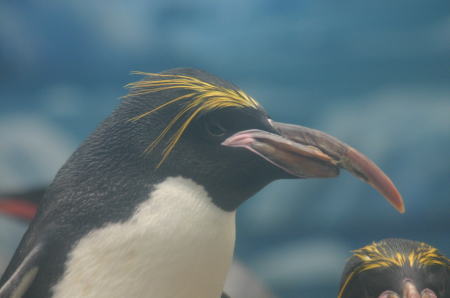 マカロニペンギン マリンピアまつしま水族館 蔵出し写真館