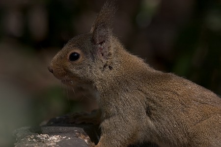 a0020901_9505551.jpg