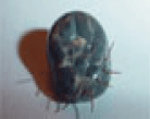 今年の猛暑_a0019819_23131548.gif