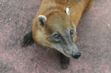 アカハナグマ~とくしま動物園(徳島)~_b0024125_22404788.jpg