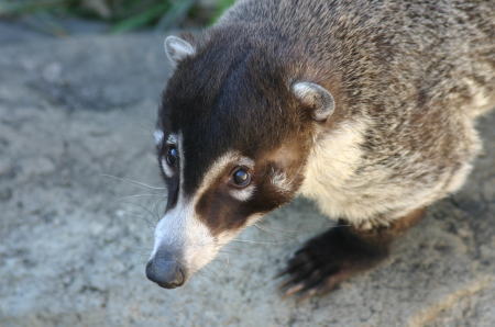 アカハナグマ~とくしま動物園(徳島)~_b0024125_22422784.jpg