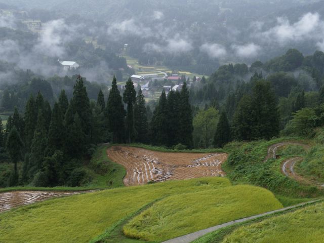 雨と朝もや_a0025569_20474672.jpg