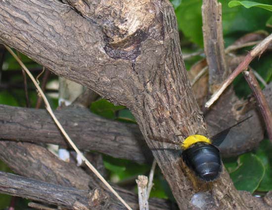 昆虫ブログ むし探検広場 昆虫ブログ むし探検広場