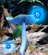 a0025035_16444614.gif