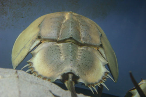カブトガニ 水族館ふりーく