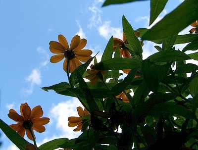 b0000977_16235792.jpg
