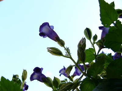 b0000977_1624113.jpg