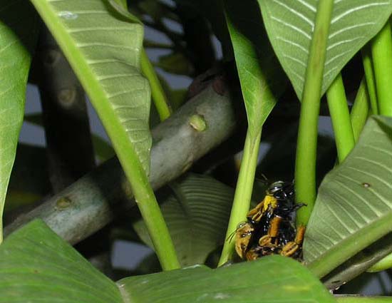 昆虫ブログ むし探検広場 昆虫ブログ むし探検広場