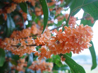 b0001286_1855559.jpg