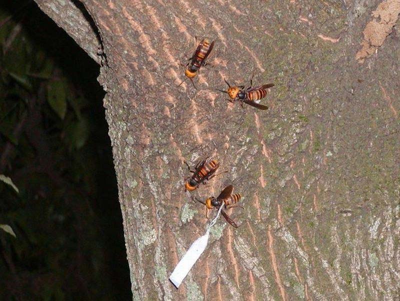 昆虫ブログ むし探検広場 昆虫ブログ むし探検広場