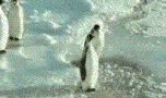 a0015730_0335628.gif