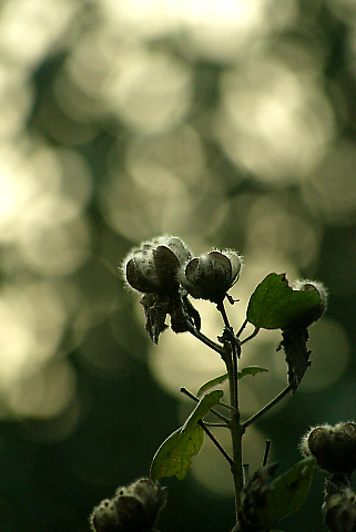 灯りを少しおとして・・・\"Still Life\" for Photo Friday_a0018088_16482978.jpg