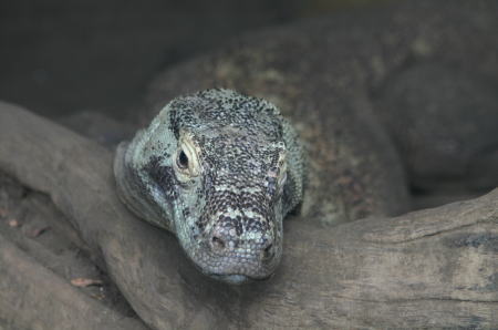 コモドドラゴン 上野動物園 東京 蔵出し写真館