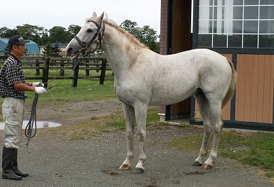2004年8月 懐かしい馬たちに会いに行きました その3 ビワハヤヒデ 愛しのサラブレッド写真館 2004年8月 懐かしい馬たちに会いに行きました その3 ビワハヤヒデ 愛しのサラブレッド写真館