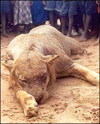 ★35人以上を食い殺したライオンは、歯痛が原因だった??_a0028694_6423775.jpg
