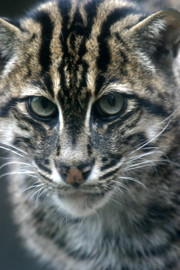漁り猫_b0016600_2149152.jpg
