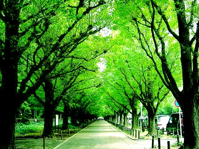 緑の銀杏並木 街の風景 横浜 東京篇
