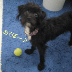 b0035453_691738.gif
