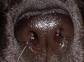 鼻は特別!?_b0003270_2216473.jpg