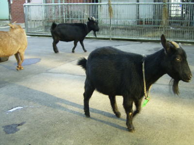 板橋区立こども動物園　（Ｈ16.10.28）_b0031715_210541.jpg