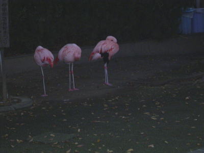 板橋区立こども動物園　（Ｈ16.10.28）_b0031715_21181247.jpg