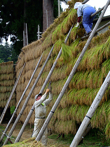 松之山09/2004_a0016637_15253321.jpg