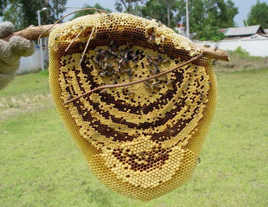 カンボジアの美味しそうな蜂の巣 昆虫ブログ むし探検広場 カンボジアの美味しそうな蜂の巣 昆虫ブログ むし探検広場