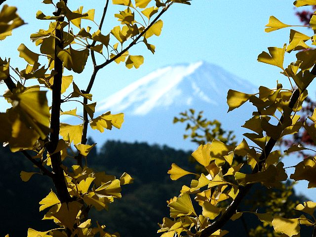 黄葉と富士山_b0054442_10454540.jpg