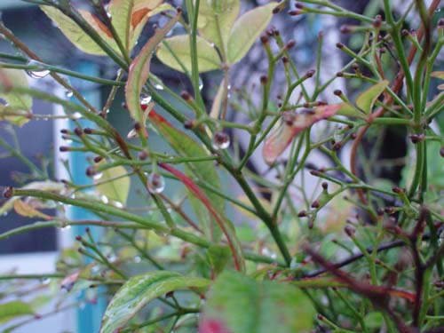 b0001286_2023235.jpg