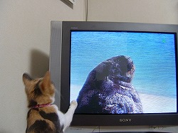 もここ、テレビに夢中。_a0034419_15453126.jpg