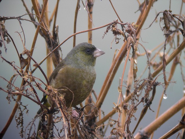 スズメ目アトリ科  カワラヒワ_b0033459_6471695.jpg