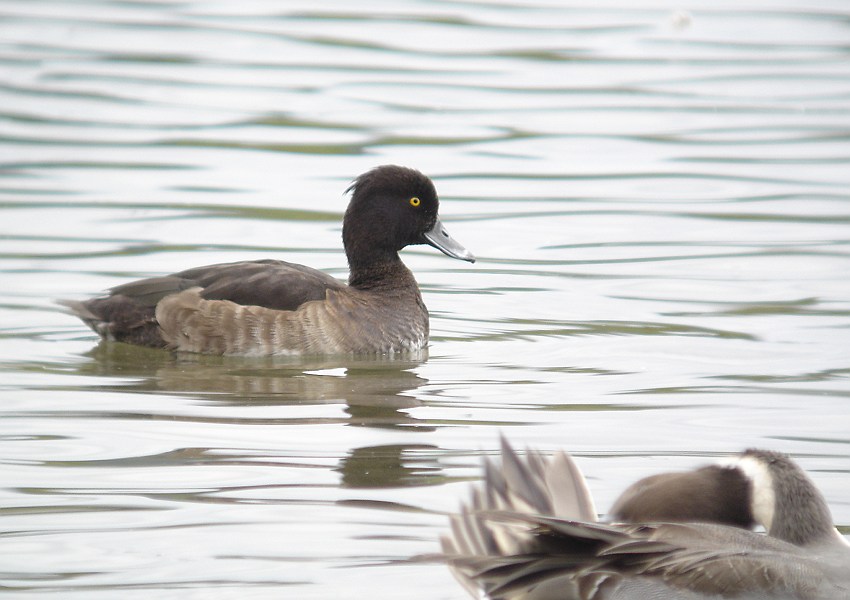 キンクロハジロ　Tufted Duck_b0039170_17595589.jpg