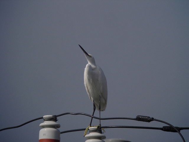 コウノトリ目サギ科 コサギ_b0033459_18442669.jpg