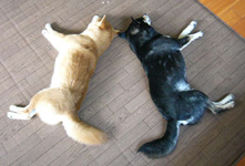 むべ_b0057675_1544177.jpg