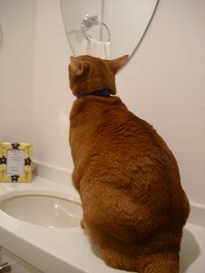 ねこまっしぐら　～ネコ先生の魂胆～_a0029277_233062.jpg