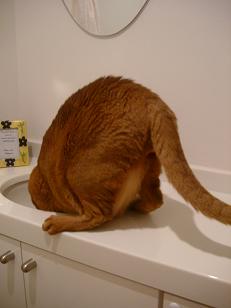 ねこまっしぐら　～ネコ先生の魂胆～_a0029277_2332260.jpg