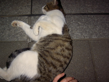 品川駅前の猫１_a0023060_1855329.jpg