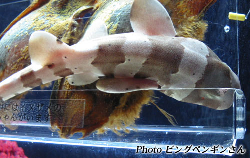 投稿写真 No 062 イヌザメ From ピングペンギンさん 水族館ふりーく 投稿写真 No 062 イヌザメ From ピングペンギンさん 水族館ふりーく