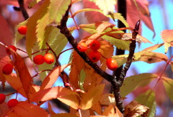 a0015106_551778.jpg