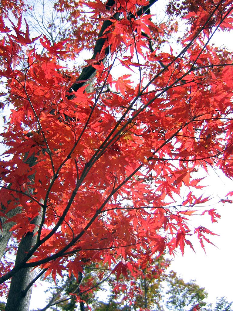 キャンプ場の紅葉（モミジ）_a0034438_15521799.jpg