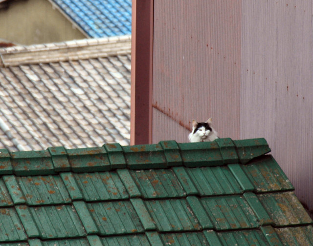 遠くの家の屋根からそっと顔を出してました_a0022173_22263438.jpg