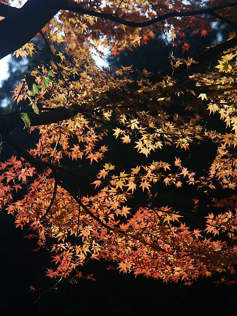 英彦山の紅葉　（０４．１１／６）_b0021244_22293376.jpg