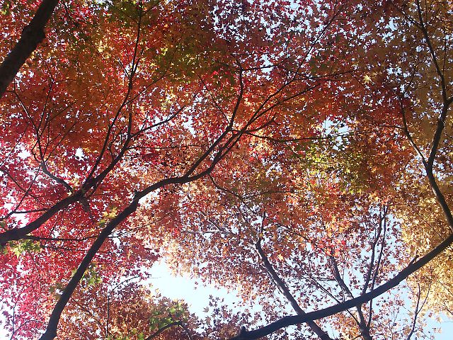 英彦山の紅葉　（０４．１１／６）_b0021244_2229349.jpg