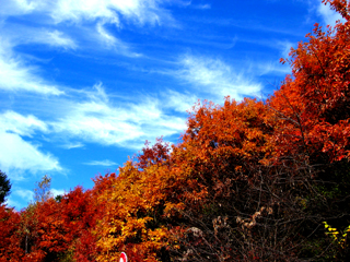 北軽井沢の紅葉_a0011864_121560.jpg