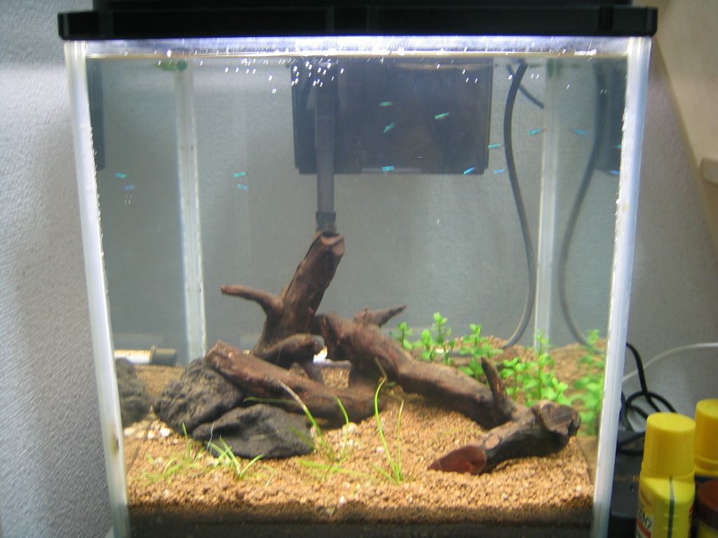 The Restart セイシェル 夢と魔法の国