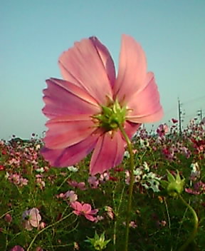 b0001286_1843050.jpg