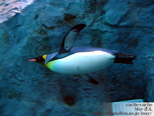 投稿写真 No 063 フンボルトペンギン キングペンギン From Mayさん 水族館ふりーく 投稿写真 No 063 フンボルトペンギン キングペンギン From Mayさん 水族館ふりーく